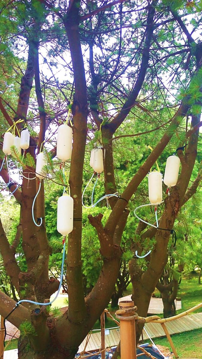 生態誌 幫老松木打點滴